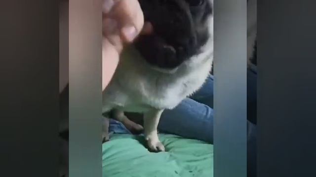 Опасное существо смотреть онлайн