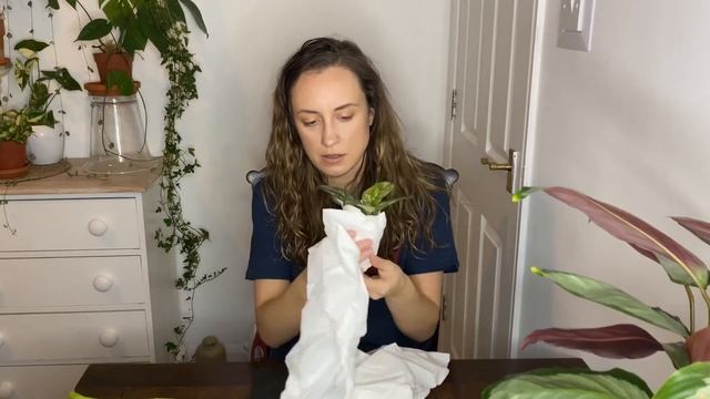 Hoya Haul Unboxing, My New Love for Hoyas and First Hoya Delivery смотреть онлайн