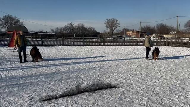 выстрел 4 / Кёрунг АБАКАН 02 мар`25 (Е.Яковцева) 7 собак