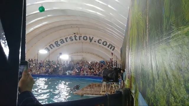 Шоу Дельфинов. 🐬 Передвижной дельфинарий. смотреть онлайн