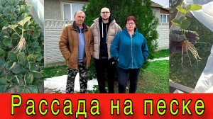 Рассада на песке. Как получить свежую рассаду весной #топыкатегорий