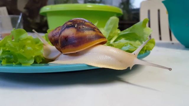 Archachatina Marginata Ovum