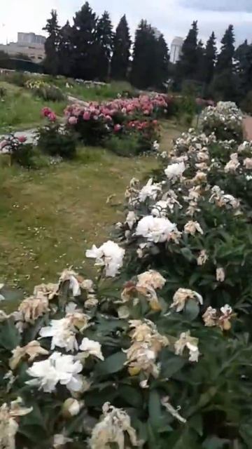 Сад МГУ смотреть онлайн