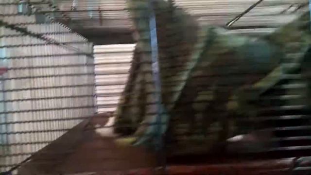 Хорячья клетка номер 2 смотреть онлайн