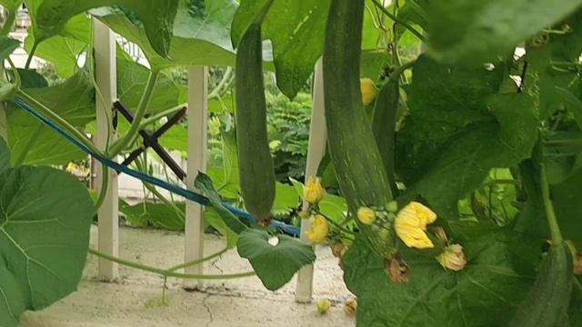 Celebration day | Aj humne khub saari taroi harvest ki. смотреть онлайн