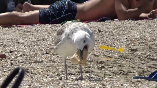 Птичка и вафельный стаканчик. 1. 08. 21. Ейск смотреть онлайн
