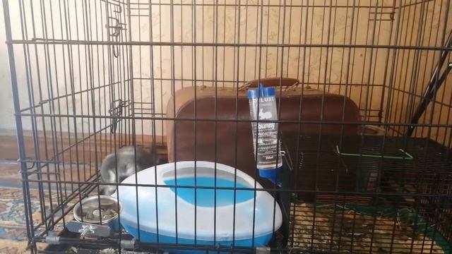 шиншилла Люций впервые купается смотреть онлайн