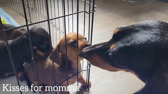 Mini Dachshund Puppies and Their Momma | 5 weeks old смотреть онлайн