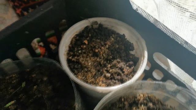 Сажаю березы семенами смотреть онлайн