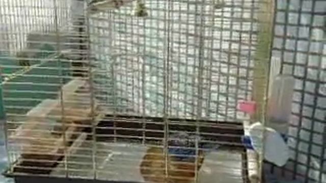 Яшка смотреть онлайн