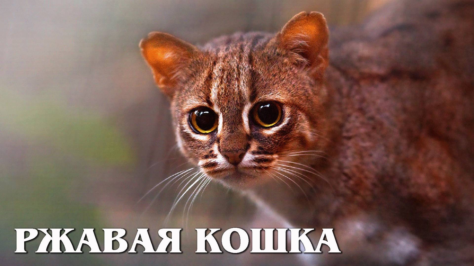 Пятнисто-Рыжая кошка: Самая Миниатюрная Дикая Кошка на Планете Земля | Интересные факты про кошек смотреть онлайн