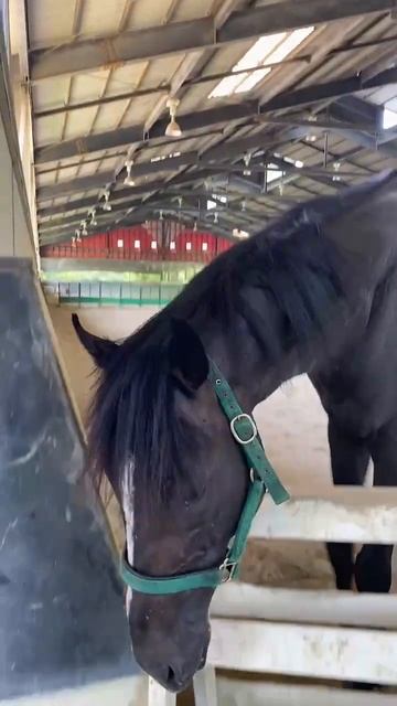 【2024.07.17】ハオ号🐴（Retouch05頭目）ぶんぶんぶん・・・笑笑 #引退馬 #保護 #チャンネル #登録 #引退競走馬 #リタッチ馬 #河内長野市