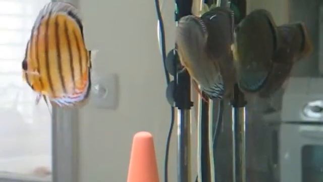 Wild green discus aggressive courting part 3 смотреть онлайн