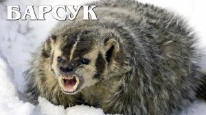 Американский Барсук: Бесстрашный Обитатель Прерий | Интересные факты про барсуков