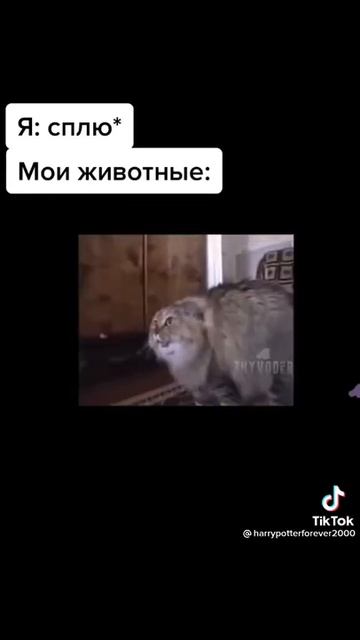 *музыка*. от животных смотреть онлайн