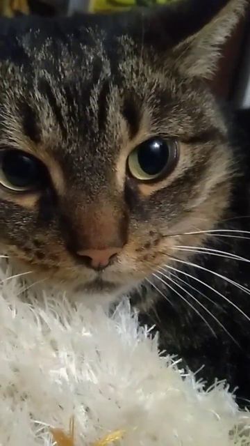 Тосю кто то обидел(((#тося#кошка#кися#красотка#рысь#тигрица#cat#animals#taiger смотреть онлайн