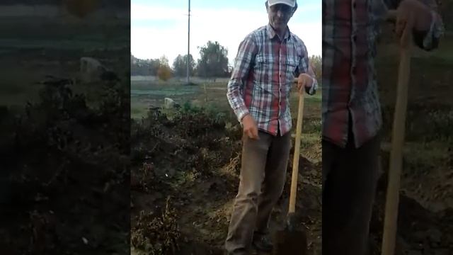 Арахіс - збір супер урожаю 1 смотреть онлайн