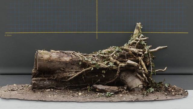Tree Stump with Ivy - Close up смотреть онлайн