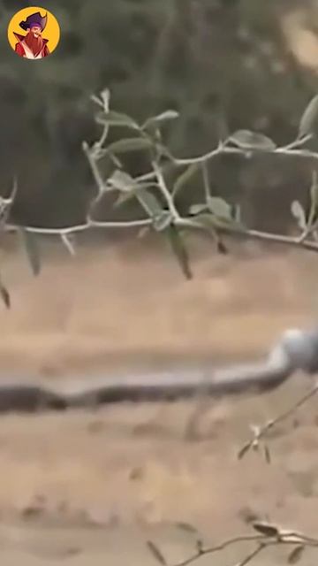 Badger VS Snake #shorts смотреть онлайн