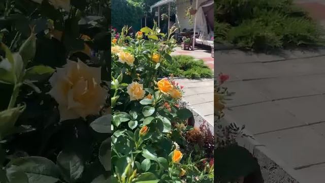 Цветение роз с названиями сортов смотреть онлайн