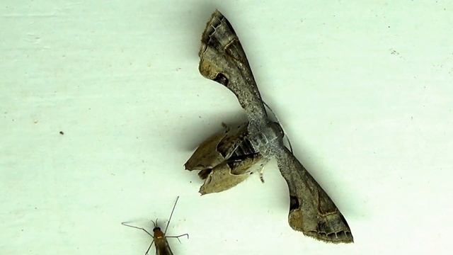 Phazaca species Moth Video смотреть онлайн