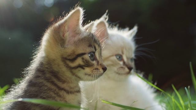 1477820_Nature_Animal_1280x720