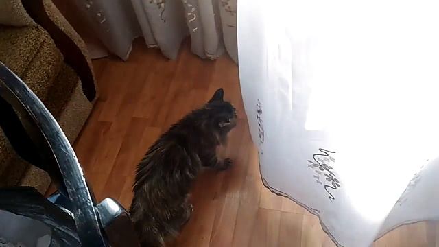 УБОРКА. КРАСНОЯРСК И КОШКА. смотреть онлайн