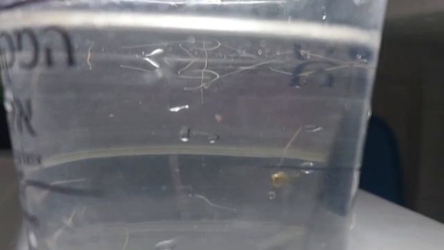 Что это у меня такое,  аулофорус или трубочник ?