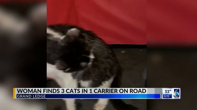 Three cats, all in the same cage, rescued from the side of the road in Grand Ledge смотреть онлайн