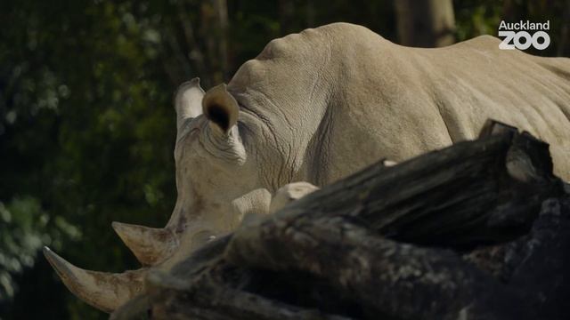 Introducing Southern white rhino calf Amali! смотреть онлайн