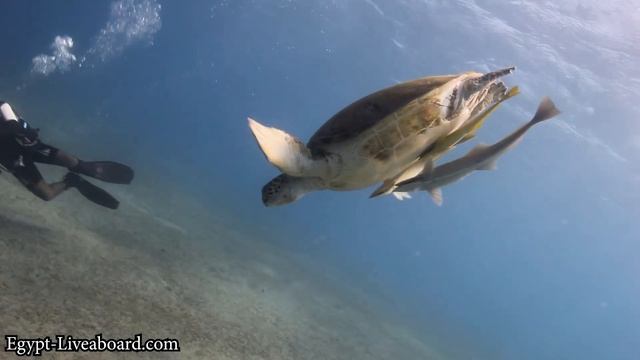 Egypt Liveaboard - Red Sea Marine life смотреть онлайн