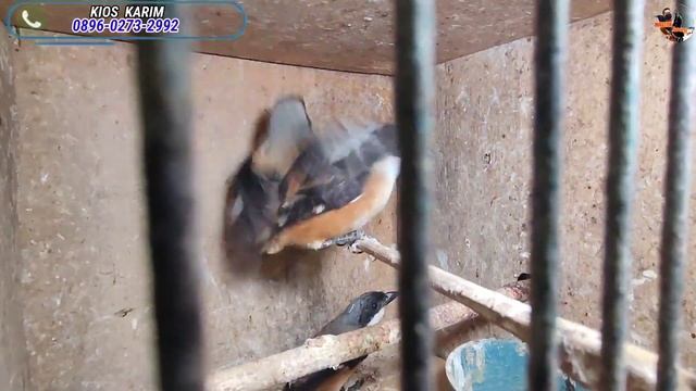 DARI PADA GAK LAKU JUAL ASAL BALIK MODAL AJA PASAR BURUNG PRAMUKA смотреть онлайн