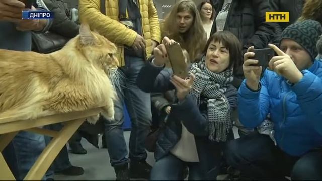 Самого большого кота Украины выбрали в Днепре смотреть онлайн