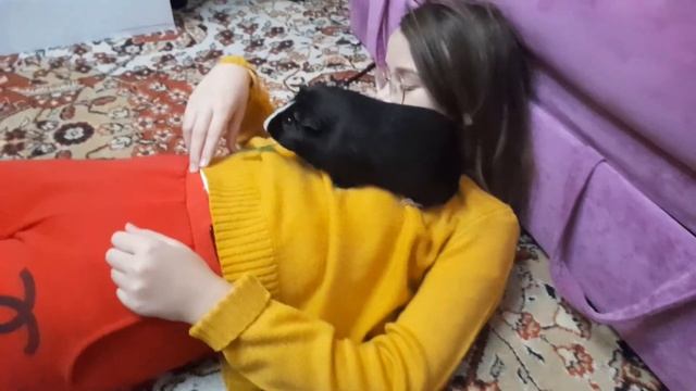 свинка гриша ест огурец. смотреть онлайн