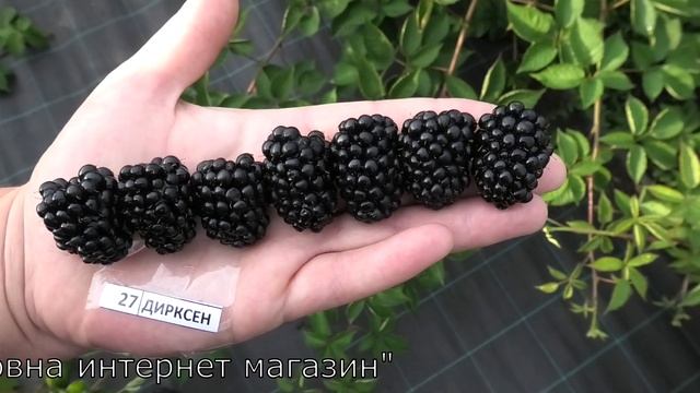 АПАЧИ и ДИРКСЕН сорта ежевики смотреть онлайн