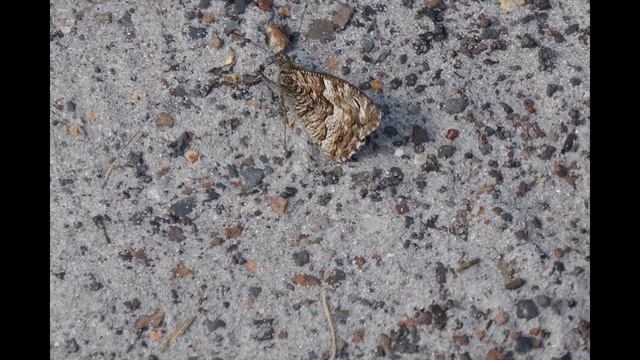 Heivlinder Hipparchia semele смотреть онлайн