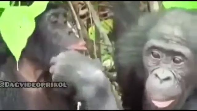 Мавпа нкачала губи, інша мавпа одреагуала😸😹😀😁😂😄😅 смотреть онлайн