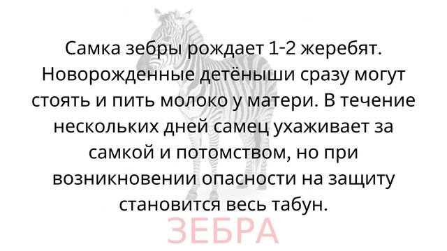 Животные: Зебра. Карточки Домана. общееразвитие развитиеребёнка