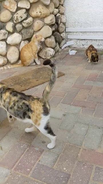 Дворовые коты кушают зевают гуляют 😹 Feral cats eats yawns walk 😻 Kucing lucu 面白い猫 Gato gracioso 面白 смотреть онлайн