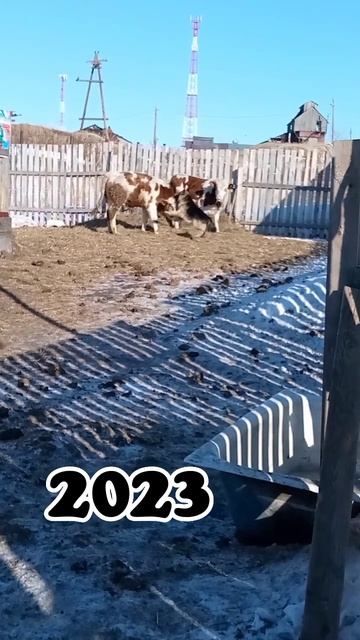 Растут вместе. Бык против собаки смотреть онлайн