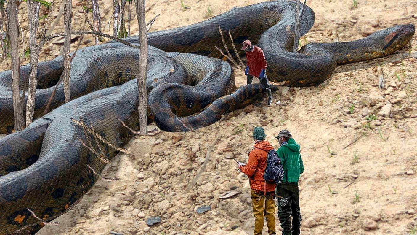 5 самых больших змей на земле. Огромные змеи монстры! смотреть онлайн