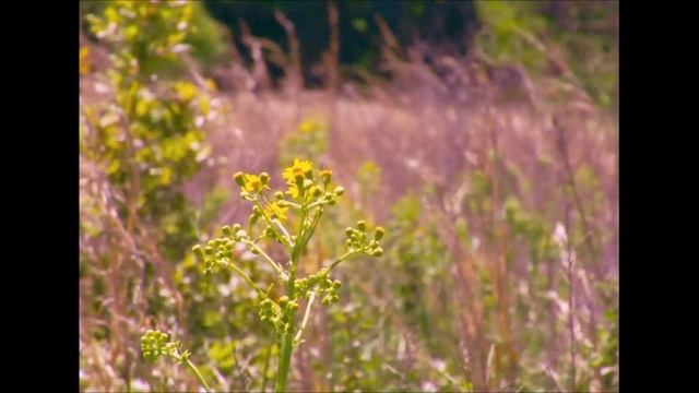 Panasonic HVX200 DVCPRO HD - Park Footage смотреть онлайн