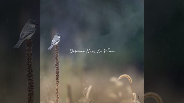 Oiseaux Sous La Pluie смотреть онлайн