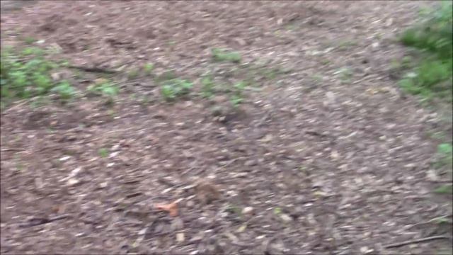 Planting For Food & Fun смотреть онлайн