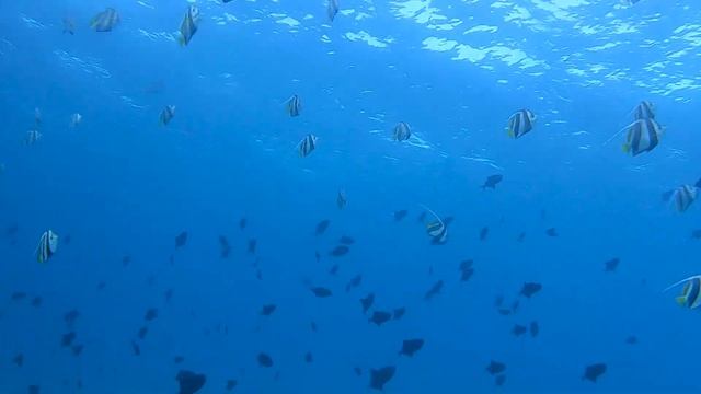 Central Atolls underwater in the Maldives смотреть онлайн