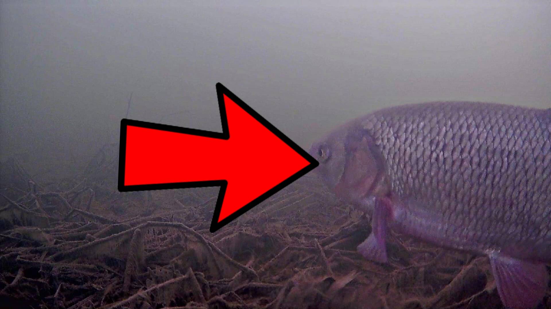 Эта рыбина хочет скушать балансир. Астрахань рыбалка на базе Косика. смотреть онлайн