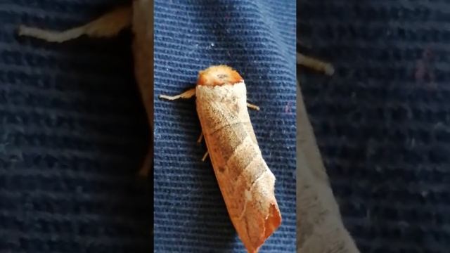 Butterfly in disguise. смотреть онлайн