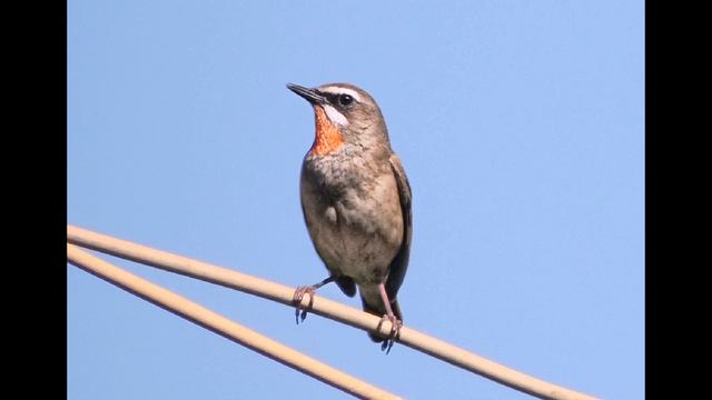 Песня соловья смотреть онлайн