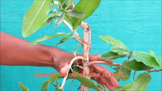Bonsai lesson /How to Create "Jin"/for beginners смотреть онлайн