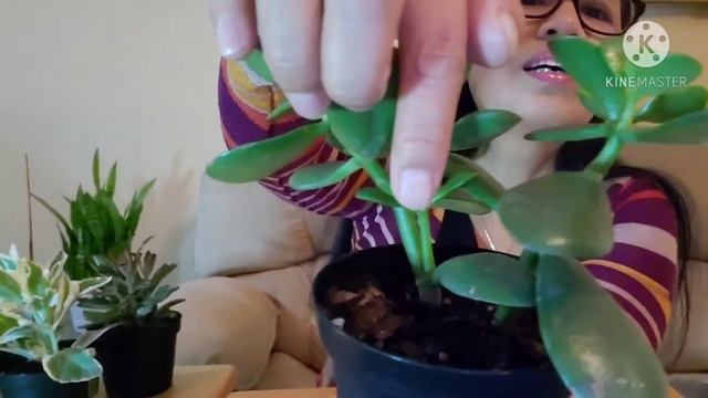 Rare Succulents Haul (with Names) / Tips for Indoor Plants смотреть онлайн